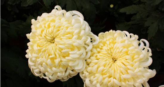 菊花的象征意义与寓意（花中的坚强与高贵）