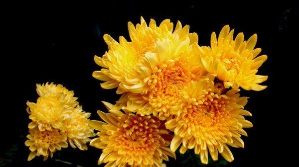 菊花的象征意义与寓意（花中的坚强与高贵）