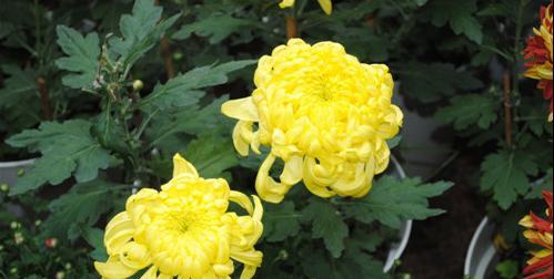 菊花的象征意义与寓意（花中的坚强与高贵）