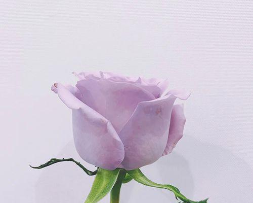 紫色玫瑰花语的深刻意义(解读紫色玫瑰的15个花语) 紫色玫瑰花语的深刻意义(解读紫色玫瑰的15个花语)