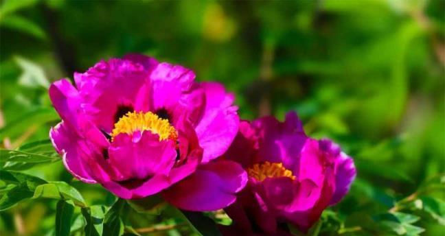 牡丹花哪里产的最好？产地在什么地方？