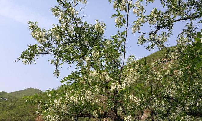 刺槐花语(刺槐花) 刺槐花语(刺槐花)