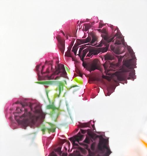 康乃馨花的意义和象征（了解康乃馨花的种种寓意与传达的情感）