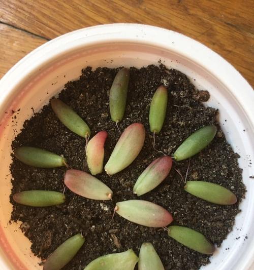 虹之玉叶插多久发芽？如何提高发芽率？