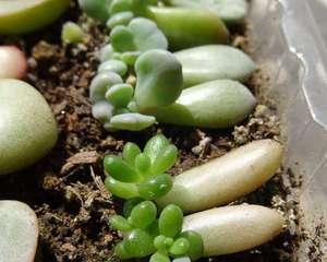 虹之玉叶插多久发芽？如何提高发芽率？