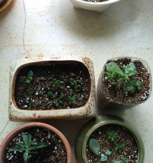 虹之玉叶插多久发芽？如何提高发芽率？