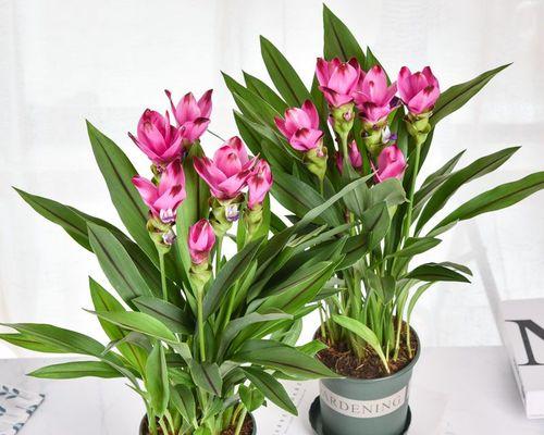 院子里养什么花好?适合家庭庭院的花卉推荐?