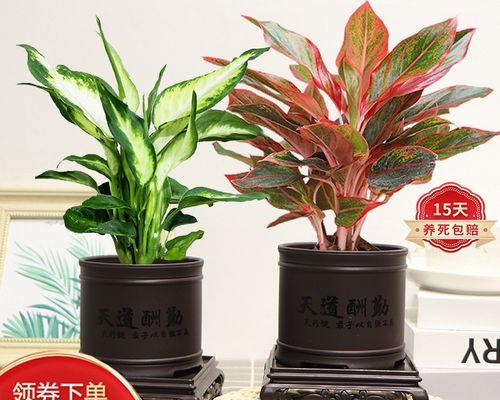 探寻万年青的寓意与象征（永恒的生命之象微笑面对岁月流转）