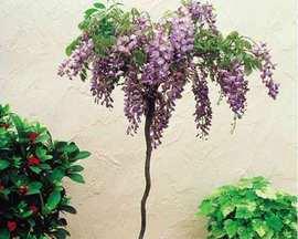 院子里养什么花好?适合家庭庭院的花卉推荐? 院子里养什么花好?适合家庭庭院的花卉推荐?