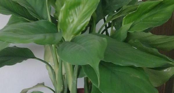 探寻万年青的寓意与象征（永恒的生命之象微笑面对岁月流转）