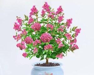 院子里养什么花好?适合家庭庭院的花卉推荐? 院子里养什么花好?适合家庭庭院的花卉推荐?