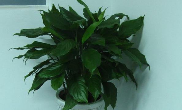 探寻万年青的寓意与象征（永恒的生命之象微笑面对岁月流转）