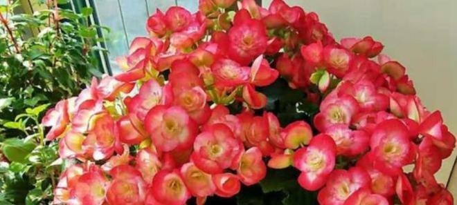 海棠花浇水方法是什么？如何正确给海棠花浇水？