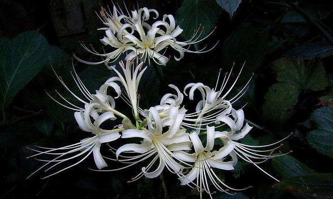 以白色郁金香花语为主题的文章（绝交的哀伤与无奈）