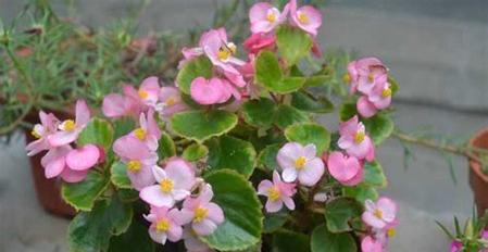 海棠花浇水方法是什么？如何正确给海棠花浇水？