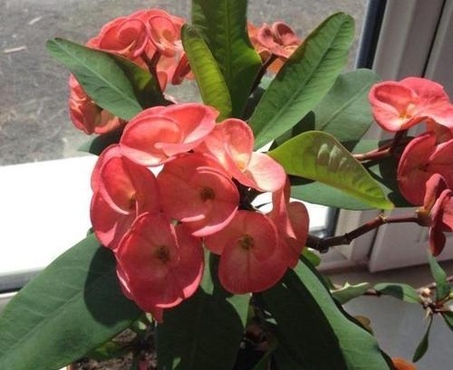 海棠花浇水方法是什么？如何正确给海棠花浇水？