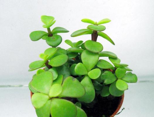 金枝玉叶喜光吗?喜阴还是喜欢阳光? 金枝玉叶喜光吗?喜阴还是喜欢阳光?