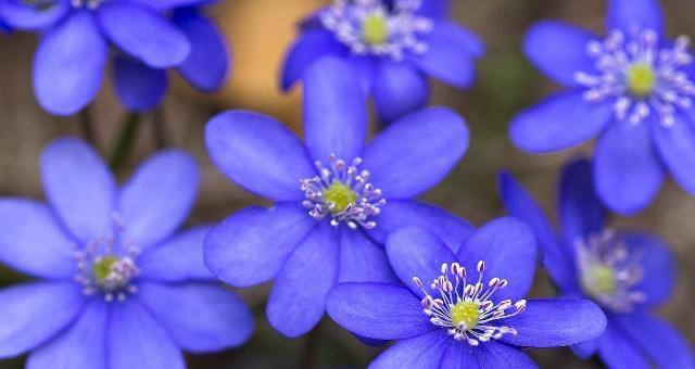 紫罗兰花语的神秘之旅（探索紫罗兰花语的深层含义）