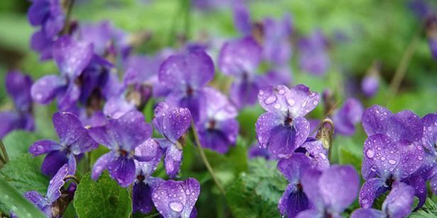 紫罗兰花语的神秘之旅（探索紫罗兰花语的深层含义）