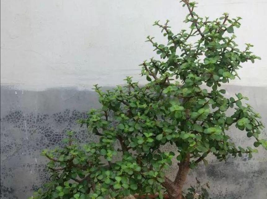 金枝玉叶喜光吗?喜阴还是喜欢阳光? 金枝玉叶喜光吗?喜阴还是喜欢阳光?