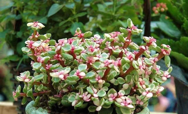 金枝玉叶喜光吗?喜阴还是喜欢阳光? 金枝玉叶喜光吗?喜阴还是喜欢阳光?