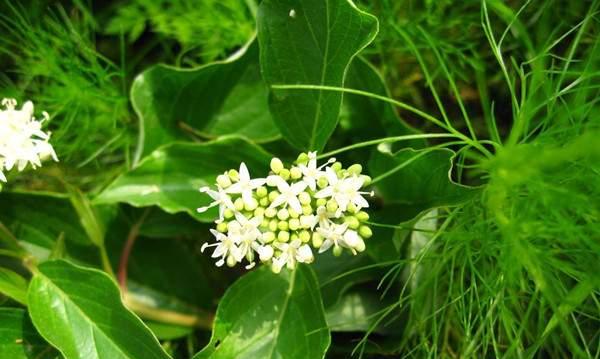 吊竹兰花语（探索吊竹兰花的含义）