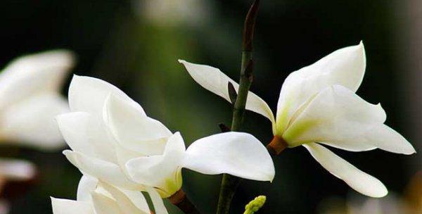 吊竹兰花语（探索吊竹兰花的含义）