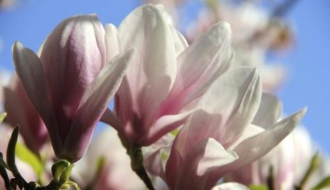 吊竹兰花语（探索吊竹兰花的含义）