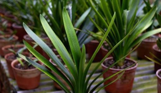 君子兰不长叶子怎么办？如何促进君子兰叶子生长？