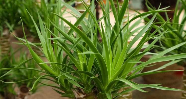 龙须树浇水的正确方法是什么？如何避免浇水不当导致的问题？