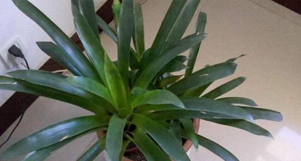 龙须树浇水的正确方法是什么？如何避免浇水不当导致的问题？