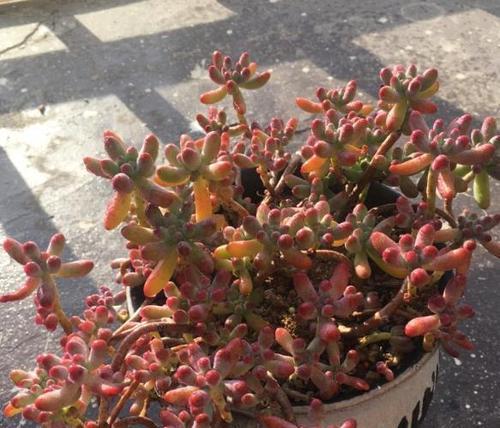 乙女心用深盆还是浅盆好?如何选择合适的盆栽容器? 乙女心用深盆还是浅盆好?如何选择合适的盆栽容器?