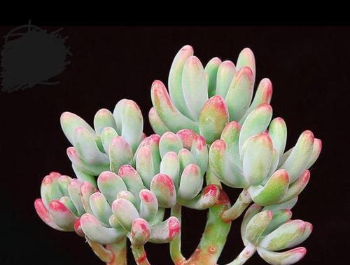 乙女心用深盆还是浅盆好?如何选择合适的盆栽容器? 乙女心用深盆还是浅盆好?如何选择合适的盆栽容器?