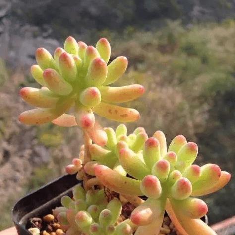 乙女心用深盆还是浅盆好?如何选择合适的盆栽容器? 乙女心用深盆还是浅盆好?如何选择合适的盆栽容器?