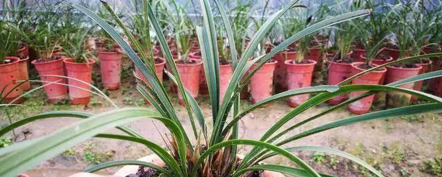 兰草烂根怎么办？如何预防和处理兰花烂根问题？