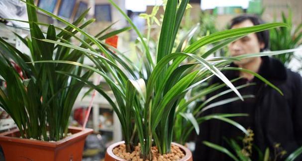 兰草烂根怎么办？如何预防和处理兰花烂根问题？