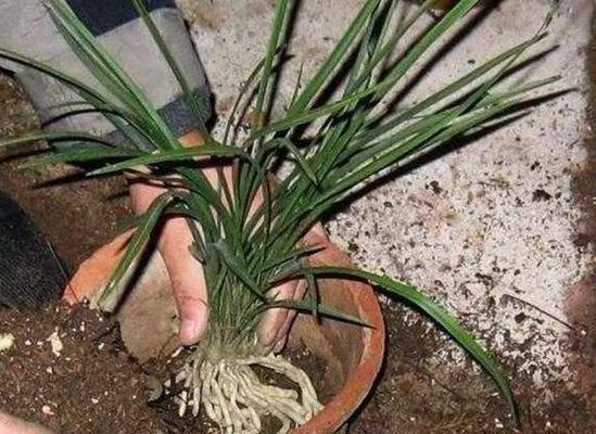 兰草烂根怎么办？如何预防和处理兰花烂根问题？