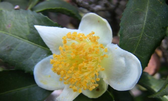 山茶花会结籽吗？如何正确种植以促进结籽？