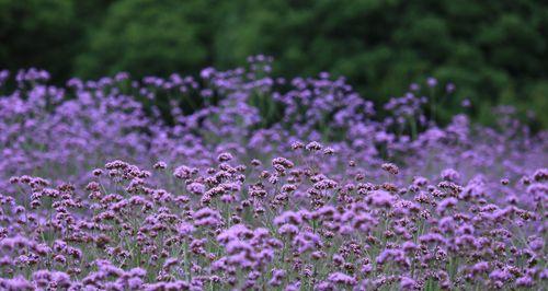 柳叶马鞭草是多年生还是年生植物?如何区分和养护?