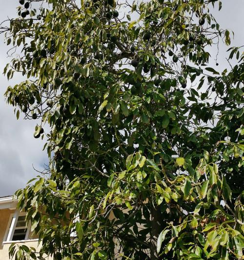 牛油果通常生长在哪些地区?如何判断其生长环境是否适宜? 牛油果通常生长在哪些地区?如何判断其生长环境是否适宜?