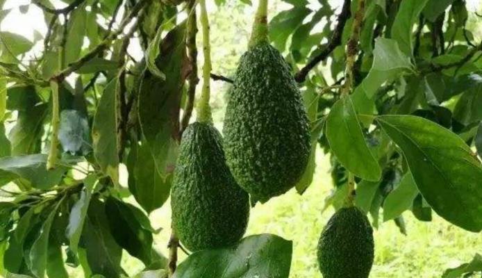 牛油果通常生长在哪些地区?如何判断其生长环境是否适宜? 牛油果通常生长在哪些地区?如何判断其生长环境是否适宜?