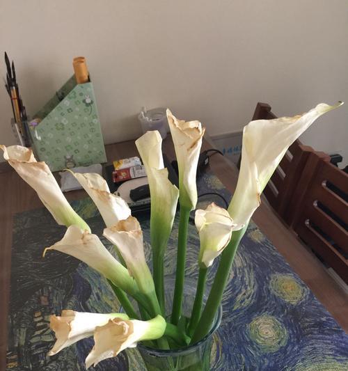 马蹄莲叶子有毒吗？如何安全种植和处理？