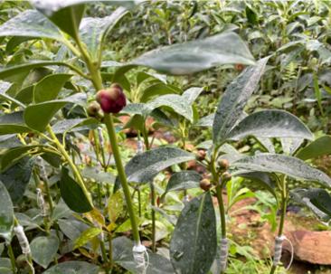 八角亩产量是多少?产量高吗? 八角亩产量是多少?产量高吗?