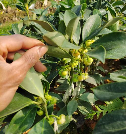 八角亩产量是多少?产量高吗? 八角亩产量是多少?产量高吗?