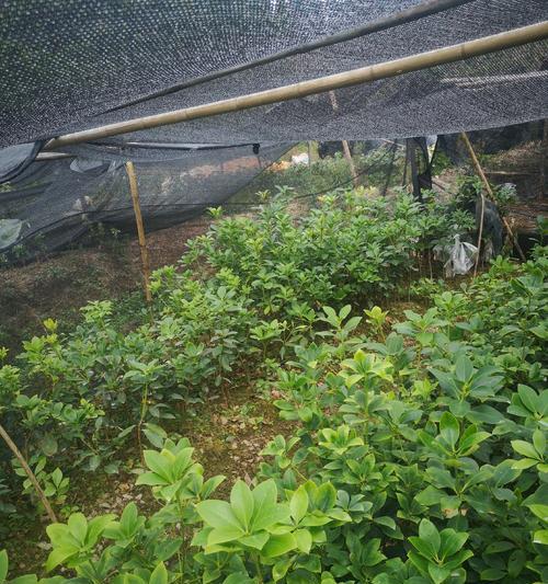 八角亩产量是多少?产量高吗? 八角亩产量是多少?产量高吗?