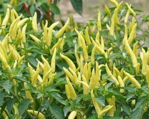 小米椒适合什么地方种植？种植小米椒有哪些注意事项？