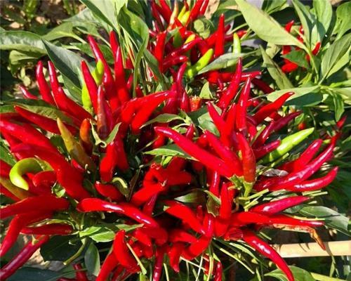 小米椒适合什么地方种植？种植小米椒有哪些注意事项？