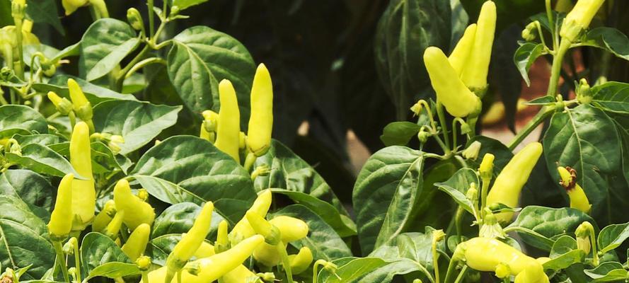 小米椒适合什么地方种植？种植小米椒有哪些注意事项？