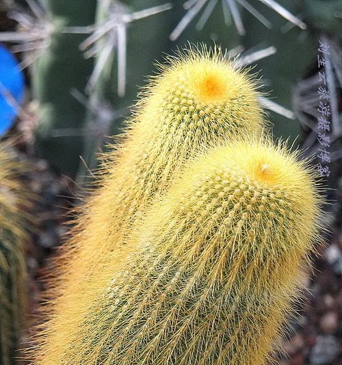 沙漠植物有哪些？它们如何适应极端环境？