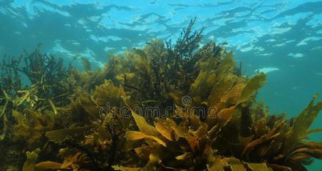 海带是水生植物吗?海带的生长环境和特性是什么?